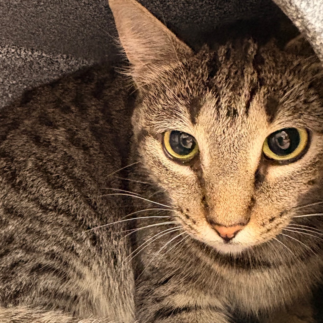 Shelter Stray Female Cat last seen , 328 Furman Hall Rd, Greenville, SC 29609, USA