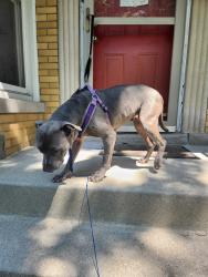 Reunited Female Dog last seen Hamlin and 66th street, Chicago, IL 60629