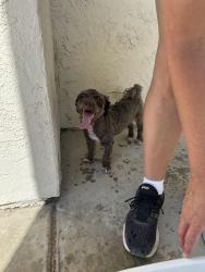 Reunited Female Dog last seen Desert Shores , Las Vegas, NV 89128