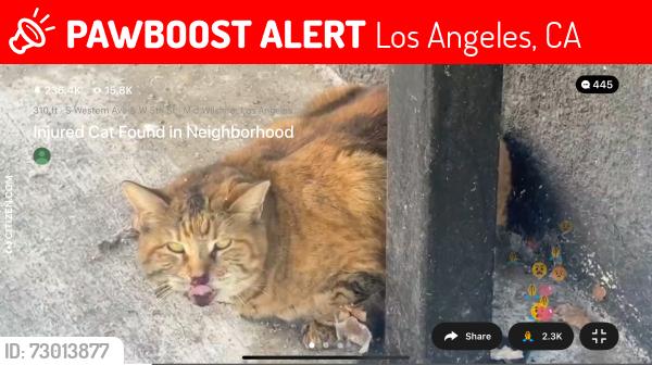 Lost Female Cat last seen W 5th street and S st. Andrews Pl, Los Angeles, CA 90020