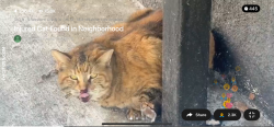 Lost Female Cat last seen W 5th street and S st. Andrews Pl, Los Angeles, CA 90020