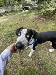Found/Stray Male Dog last seen Choctaw and s French broad, Asheville, NC 28801