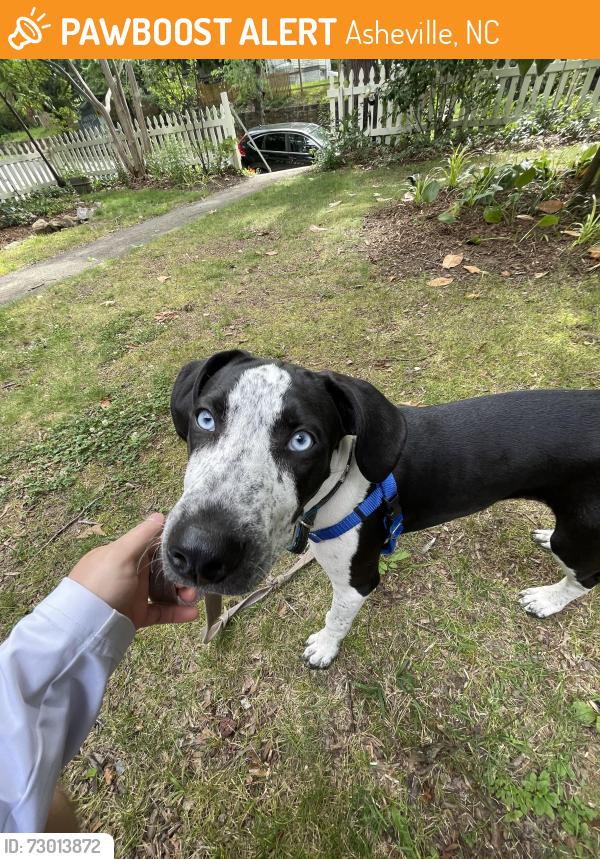 Found/Stray Male Dog last seen Choctaw and s French broad , Asheville, NC 28801