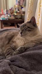 Lost Female Cat last seen Kenosha Bible Church, Kenosha, WI 53142