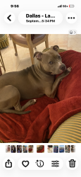 Lost Female Dog last seen Sperry / Mockingbird , Dallas, TX 75214