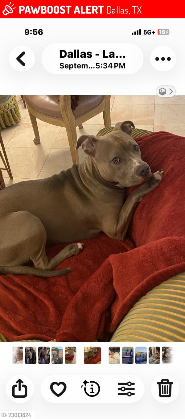 Lost Female Dog last seen Sperry / Mockingbird , Dallas, TX 75214