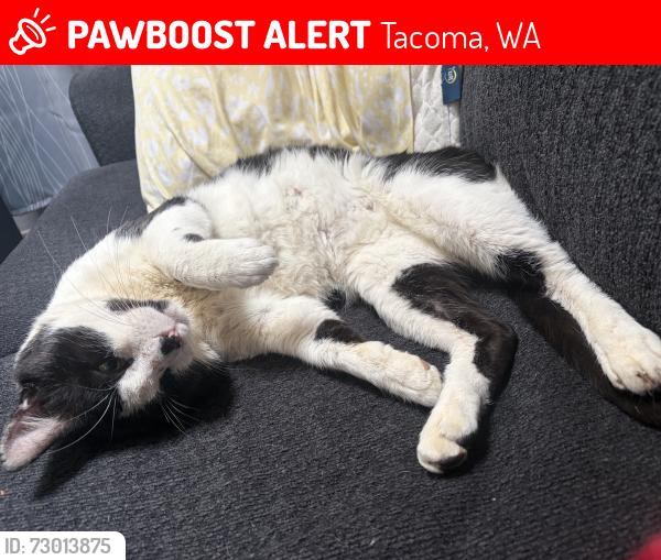 Lost Male Cat last seen Tyler , orchard, Tacoma, WA 98409