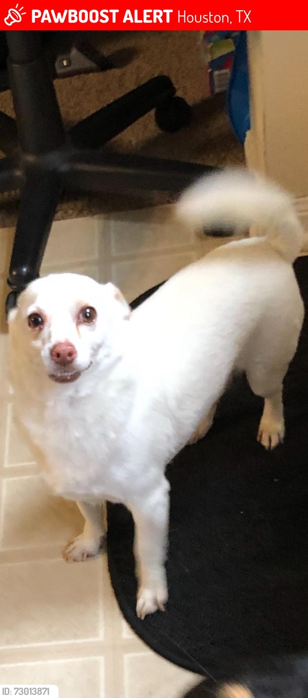 Lost Male Dog last seen Via Bella and Ensenada dr, Houston, TX 77083