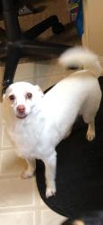 Lost Male Dog last seen Via Bella and Ensenada dr, Houston, TX 77083