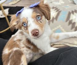 Lost Female Dog last seen Quaterhorse and Sunset, Las Vegas, NV 89148