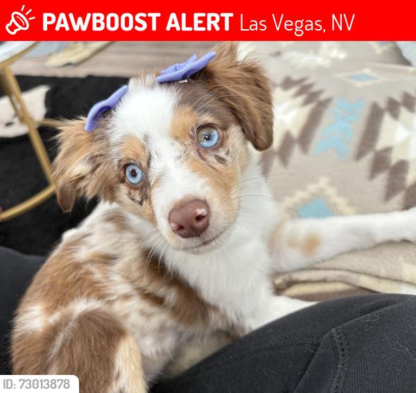 Lost Female Dog last seen Quaterhorse and Sunset, Las Vegas, NV 89148