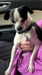 Reunited Male Dog last seen Stapleton, Flower Mound, TX 75077