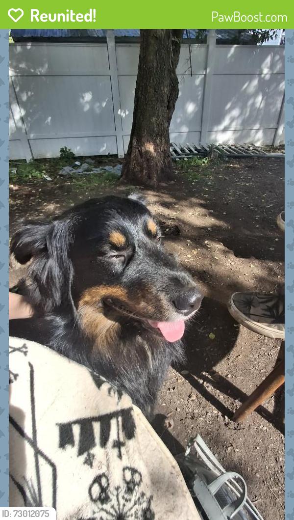 Reunited Male Dog last seen By ilion high school and the creek, Ilion, NY 13357