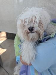 Found/Stray Male Dog last seen Brentwood Blvd. , Brentwood, CA 94513