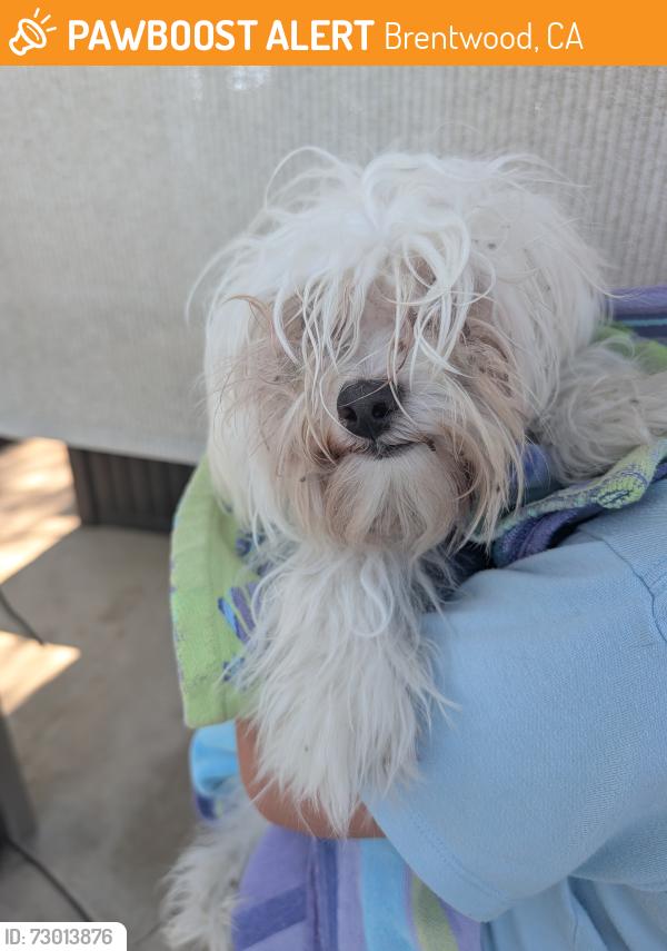 Found/Stray Male Dog last seen Brentwood Blvd. , Brentwood, CA 94513