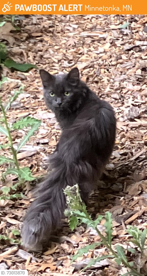 Found/Stray Unknown Cat last seen General Store, Minnetonka, MN 55345