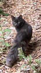 Found/Stray Unknown Cat last seen General Store, Minnetonka, MN 55345
