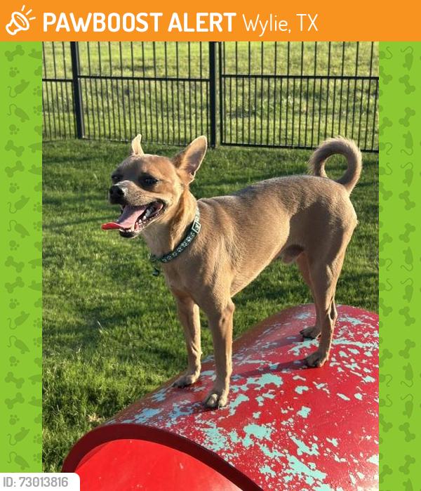 Found/Stray Male Dog last seen Aztec Trail and Sunbeam Trail, Wylie, TX 75098