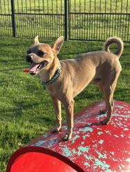 Found/Stray Male Dog last seen Aztec Trail and Sunbeam Trail, Wylie, TX 75098