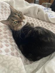 Lost Female Cat last seen Johnston street, Chesapeake, VA 23322