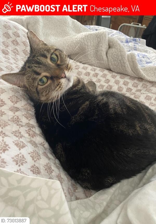 Lost Female Cat last seen Johnston street, Chesapeake, VA 23322