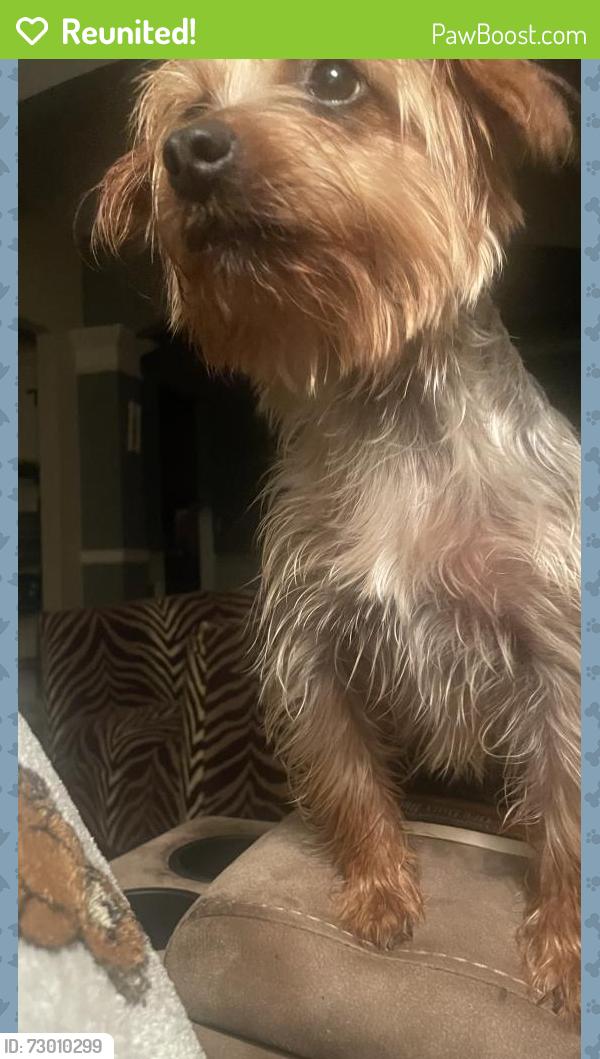 Reunited Female Dog last seen Dobbs drive, Phenix City, AL 36870