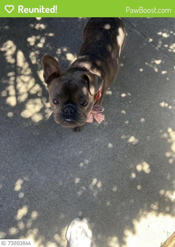 Reunited Female Dog last seen Brook Way, San Pablo, CA 94806, USA, San Pablo, CA 94806