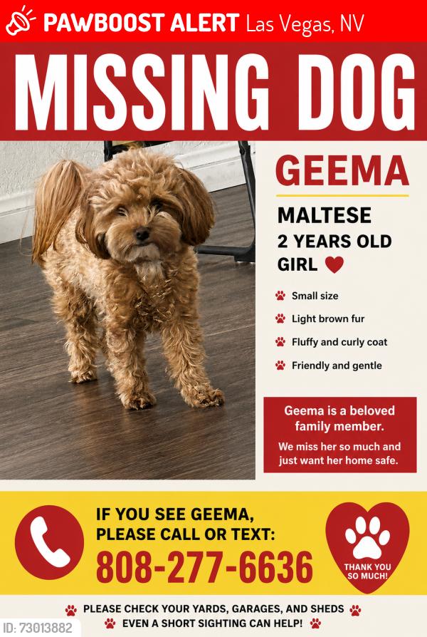 Lost Female Dog last seen Torrey Pines and Erie, Las Vegas, NV 89141