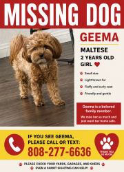 Lost Female Dog last seen Torrey Pines and Erie, Las Vegas, NV 89141