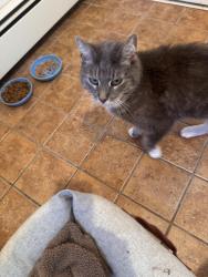 Found/Stray Unknown Cat last seen Lancaster Road, Ridgefield, Ridgefield, NJ 07657