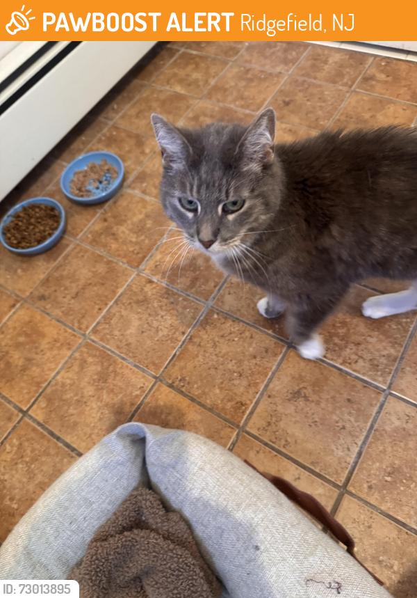 Found/Stray Unknown Cat last seen Lancaster Road, Ridgefield, Ridgefield, NJ 07657