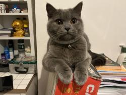 Lost Female Cat last seen Church road, Yardley, England B25 8UX