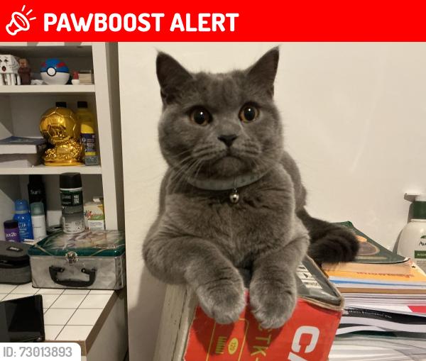 Lost Female Cat last seen Church road, Yardley, England B25 8UX