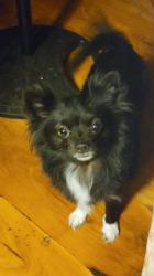 Lost Female Dog last seen Bow wood Tallahassee, Tallahassee, FL 32303