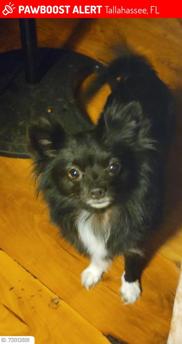 Lost Female Dog last seen Bow wood Tallahassee, Tallahassee, FL 32303