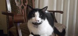 Lost Male Cat last seen Taylor Park Reno Nv, Reno, NV 89512
