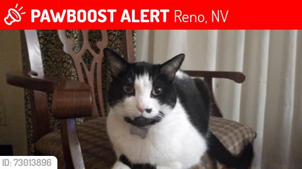 Lost Male Cat last seen Taylor Park Reno Nv, Reno, NV 89512