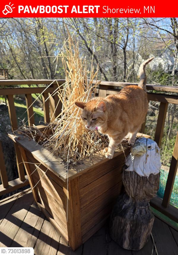 Lost Female Cat last seen Mackubin st, Shoreview, MN 55126