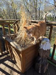 Lost Female Cat last seen Mackubin st, Shoreview, MN 55126