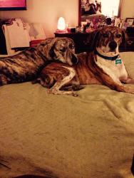 Lost Male Dog last seen Dickens Place Dr. and Getwell Road, Southaven, MS 38671
