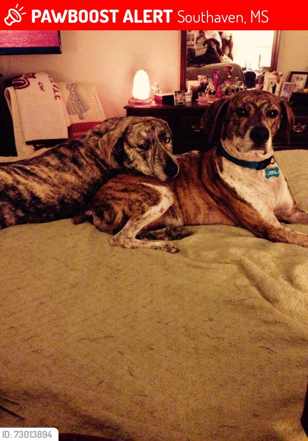 Lost Male Dog last seen Dickens Place Dr. and Getwell Road, Southaven, MS 38671