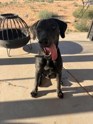 Found/Stray Male Dog last seen Cholena and central, Apple Valley, CA 92307