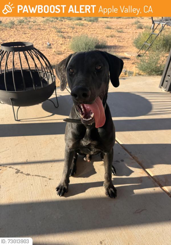 Found/Stray Male Dog last seen Cholena and central, Apple Valley, CA 92307