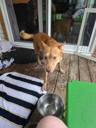 Found/Stray Male Dog last seen Long neck dr., North Cooter st., Montgomery County, TX 77355