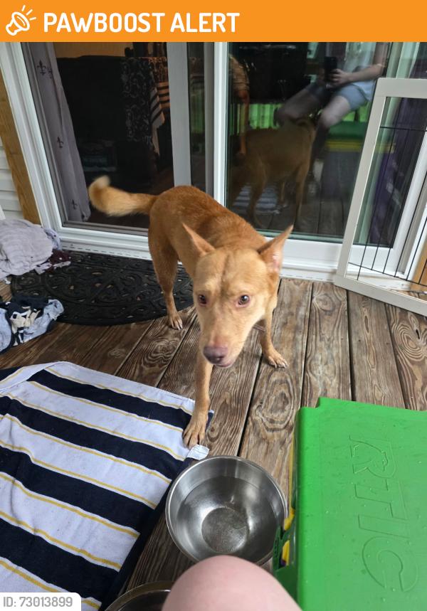 Found/Stray Male Dog last seen Long neck dr., North Cooter st., Montgomery County, TX 77355