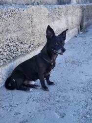 Lost Male Dog last seen Decatur and flamingo, Las Vegas, NV 89103