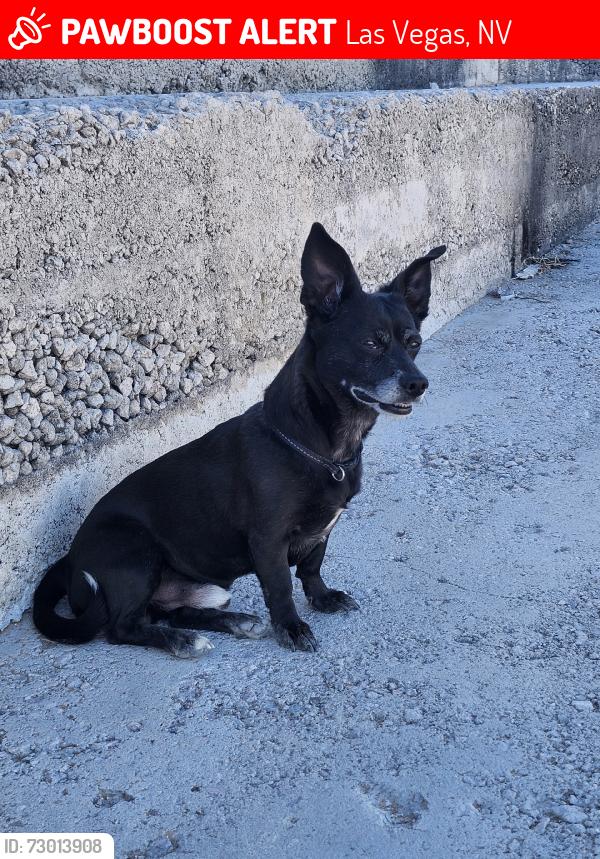 Lost Male Dog last seen Decatur and flamingo, Las Vegas, NV 89103