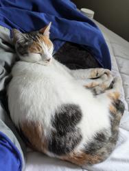 Lost Female Cat last seen 60th and 112th, Kirkland, WA 98033