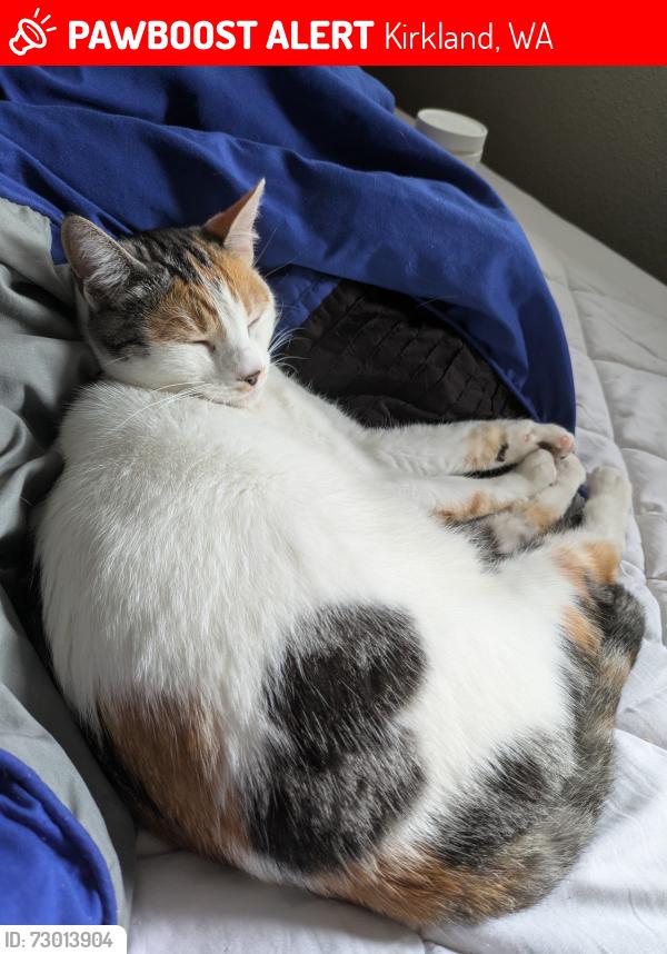 Lost Female Cat last seen 60th and 112th, Kirkland, WA 98033