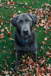 Lost Male Dog last seen Pennwood place/ chippanee golf course, Bristol, CT 06010